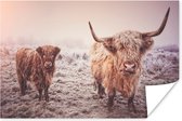 Ondergesneeuwde Schotse hooglanders poster papier 90x60 cm - Foto print op Poster (wanddecoratie woonkamer / slaapkamer) / Wilde dieren Poster
