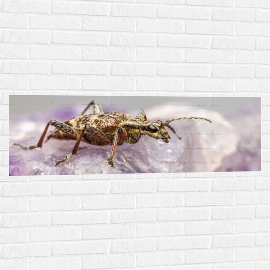 WallClassics - Muursticker - Insect op een Paars Kristal - 120x40 cm Foto op Muursticker