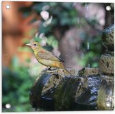 WallClassics - Tuinposter – Gele Tangare Vogel bij een Fontein - 50x50 cm Foto op Tuinposter  (wanddecoratie voor buiten en binnen)