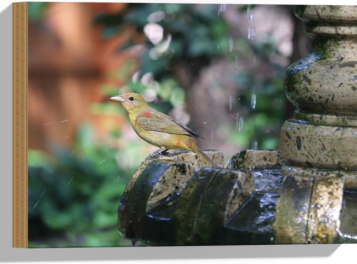 Hout - Gele Tangare Vogel bij een Fontein - 40x30 cm - 12 mm dik - Foto op Hout (Met Ophan