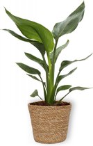 WL Plants - Strelitzia Reginae - Paradijsvogelbloem - Paradijsvogelplant - Kamerplanten - Luchtzuiverende Kamerplanten - ± 40cm hoog - 12cm diameter - in Bruine Mand