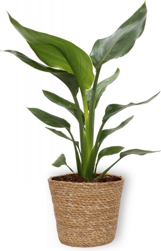 Strelitzia Nicolai - Plante Oiseau de Paradis - Pot 17cm - Hauteur 55