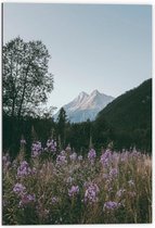 WallClassics - Dibond - Roze Bloesemtakken in Berggebied - 70x105 cm Foto op Aluminium (Met Ophangsysteem)