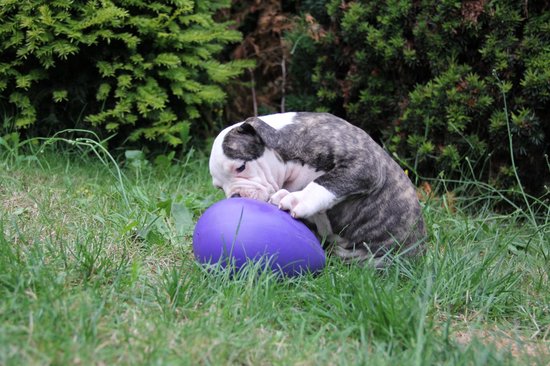 Brindle puppy met witte vlekken speelt met een paars Jolly Egg in het gras.