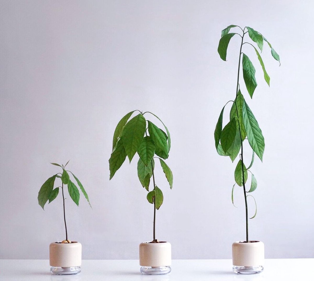 Handgemaakte zelfwaterende plantenpot - bloempot met waterreservoir | Pikaplant Geo h2o | keramiek/glas — cadeau in Wonen & Interieur - foto 8