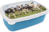 Broodtrommel Blauw - Lunchbox - Brooddoos - Koeien - Weiland - Dieren - Natuur - Gras - 18x12x6 cm - Kinderen - Jongen