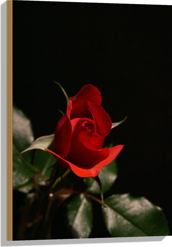 WallClassics - Hout - Close-Up Rode Roos met Groene Bladeren - 50x75 cm - 12 mm dik - Foto op Hout (Met Ophangsysteem)