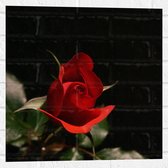 WallClassics - Muursticker - Close-Up Rode Roos met Groene Bladeren - 50x50 cm Foto op Muursticker