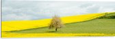 WallClassics - Dibond - Boom bij Geel Bloemenveld - 120x40 cm Foto op Aluminium (Wanddecoratie van metaal)