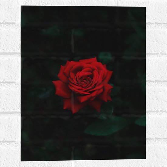 WallClassics - Muursticker - Prachtige Rode Roos - 30x40 cm Foto op Muursticker
