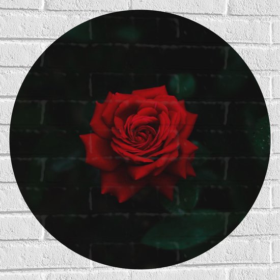 WallClassics - Muursticker Cirkel - Prachtige Rode Roos - 70x70 cm Foto op Muursticker