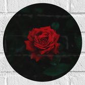 WallClassics - Muursticker Cirkel - Prachtige Rode Roos - 30x30 cm Foto op Muursticker