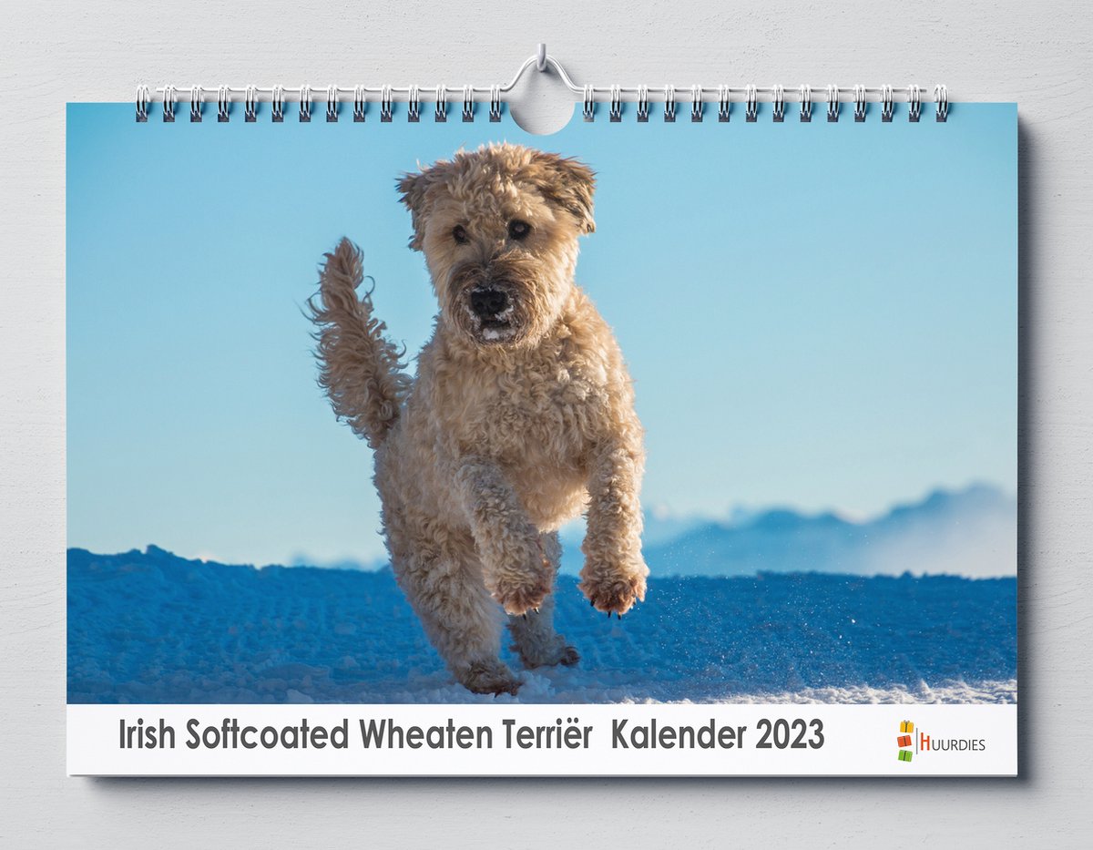 Iris Softcoated Wheaten Terriër kalender 2023 | 35x24 cm | jaarkalender 2023 | Wandkalender 2023