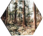 WallClassics - Dibond Hexagon - Oude Bomen in het Bos - 30x26.1 cm Foto op Hexagon (Met Ophangsysteem)