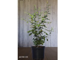 Plants Online - Haagplanten - Heesters - Meidoornhaag - Pot 60-100 cm - set van 10 - Bladverliezend - Bloeiende plant - Inbraakwerend - Populair bij vogels