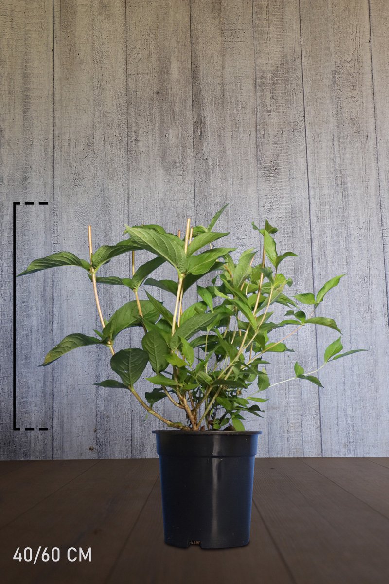 Set van 10 | Weigela 'Bristol Ruby' Pot 40-60 cm - Bladverliezend - Bloeiende plant - Grootbladig - Informele haag