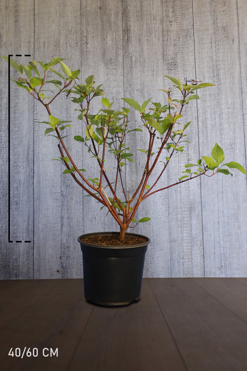 Plants Online - Haagplanten - Heesters - Witte Kornoeltje 'Kesselringii' - Pot 40-60 cm - set van 10 - Bladverliezend - Bloeiende plant - Geschikt als lage haag - Groeit breed uit - Informele haag
