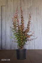 10 stuks | Rode Zuurbes Pot 40-60 cm - Bladverliezend - Bloeiende plant - Geschikt als lage haag - Inbraakwerend
