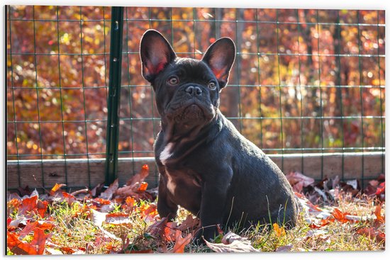 WallClassics - Dibond - Franse Buldog in Herfstbladeren - 60x40 cm Foto op Aluminium (Wanddecoratie van metaal)