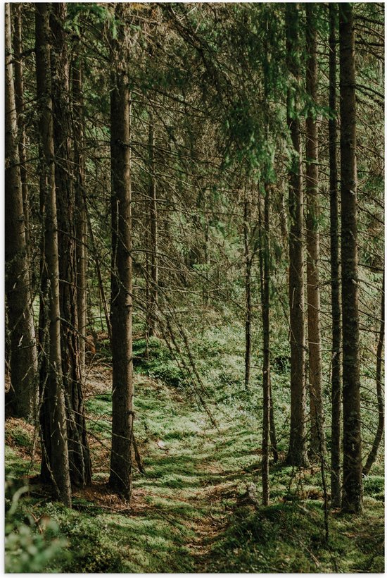 WallClassics - Poster Glanzend – Groene Bladeren op de Grond van Bomen - 80x120 cm Foto op Posterpapier met Glanzende Afwerking