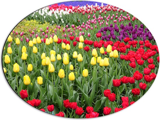 WallClassics - Dibond Ovaal - Gekleurde Tulpen Velden - 56x42 cm Foto op Ovaal (Met Ophangsysteem)