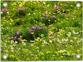 WallClassics - Poster de jardin - Fleurs colorées entre l'herbe verte - 40x30 cm Photo sur poster de jardin (décoration murale pour l'extérieur et l'intérieur)