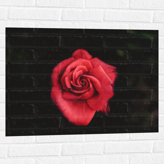 WallClassics - Muursticker - Fel Rode Roos met Donkere Achtergrond - 80x60 cm Foto op Muursticker