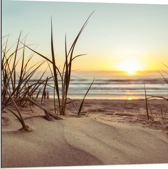 WallClassics - Dibond - Grassen in Duinen met Zon - 80x80 cm Foto op Aluminium (Met Ophangsysteem)