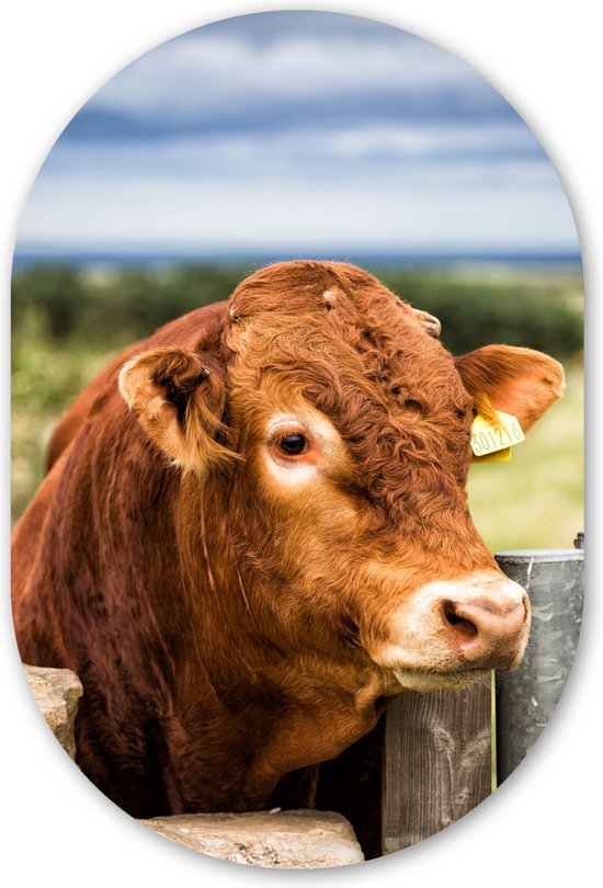 Wall Oval - Décoration murale en plastique - Peinture ovale - Highlander écossais - Berg - Clôture - 40x60 cm - Forme miroir ovale sur plastique