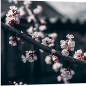 WallClassics - Panneau de mousse PVC - Fleur sur branche - Photo 80 x 80 cm sur panneau de mousse PVC (avec système de suspension)