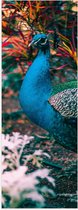 WallClassics - Poster Glanzend – Prachtige Blauw Groene Pauw - 50x150 cm Foto op Posterpapier met Glanzende Afwerking
