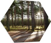 WallClassics - PVC Schuimplaat Hexagon  - Wandelpaden in het Bos - 70x60.9 cm Foto op Hexagon (Met Ophangsysteem)