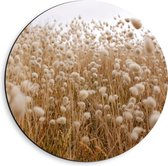 WallClassics - Cercle mural Dibond - Champ de grains en gros plan - Photo 40x40 cm sur cercle mural en aluminium (avec système d'accrochage)
