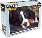 Puzzel Een Berner Sennenhond liggend op de bank - Legpuzzel - Puzzel 1000 stukjes volwassenen