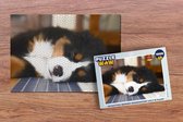 Puzzel Schattige Berner Sennenhond valt in slaap - Legpuzzel - Puzzel 1000 stukjes volwassenen