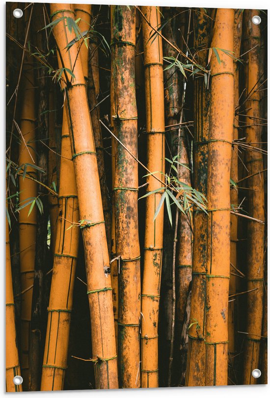 WallClassics - Tuinposter – Bamboestammen Staand - 60x80 cm Foto op Tuinposter  (wanddecoratie voor buiten en binnen)