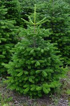 Nordmann kerstboom Deense Floradanica gezaagd 150-175cm, al jaren de Beste kwaliteit door eigen import, Easy to Fix de Flora danica Nordmann met voorgeboord gat op de standaards met pin, GRATIS Quicktreefresh houd je boom langer Fris en Groen