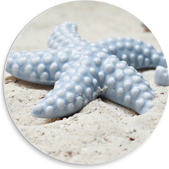 WallClassics - Cercle Mural en Plaque de Mousse PVC - Étoile de Mer Bleue sur la Plage - 30x30 cm Photo sur Cercle Mural (avec système d'accrochage)