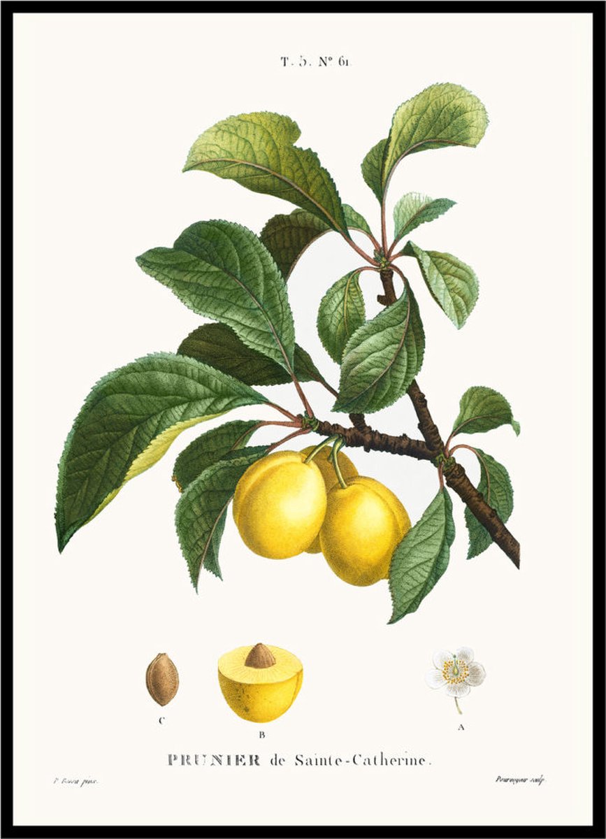 Esque Poster Gele Pruimen - Large 30x40 - Botanische Illustratie - Vintage Print Losse Poster