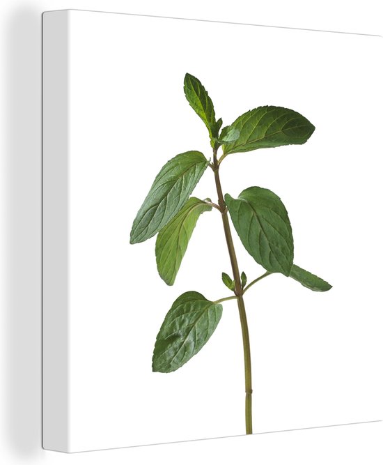 Een eenzaam takje van een munt plant Canvas 90x90 cm - Foto print op Canvas schilderij (Wanddecoratie woonkamer / slaapkamer)