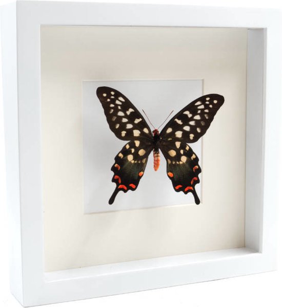 Opgezette Vlinder in Witte Lijst - Papilio Antenor