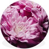WallCircle - Wall Circle - Wall Circle Indoor - Fleurs - Rose - Nature - 30x30 cm - Décoration murale - Peintures Ronds