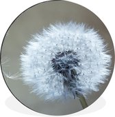 WallCircle - Wandcirkel - Muurcirkel - Paardenbloem - Bloem - Plant - Aluminium - Dibond - ⌀ 90 cm - Binnen en Buiten