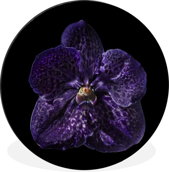 Gros plan d'une orchidée violette sur fond noir Cercle mural aluminium ⌀ 30 cm - tirage photo sur cercle mural / cercle vivant / cercle de jardin (décoration murale)