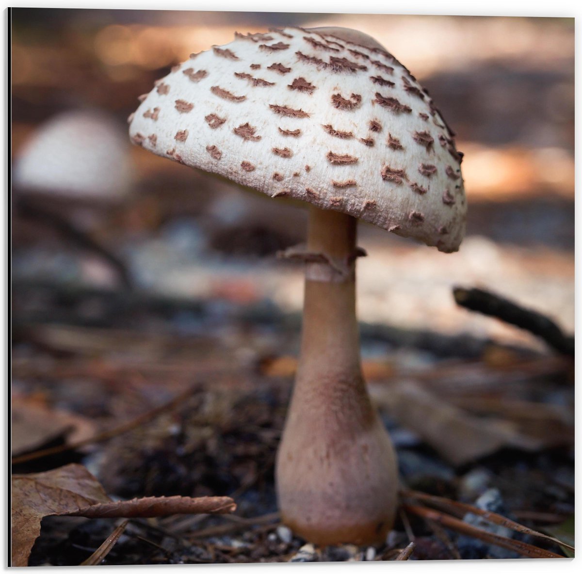 Dibond - Knolparasolzwam Paddenstoel in Bos - 50x50 cm Foto op Aluminium (Wanddecoratie va