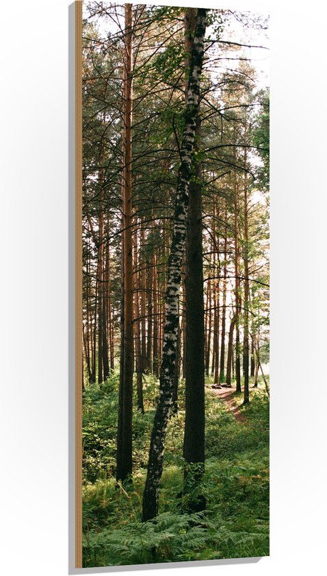 WallClassics - Hout - Hoge Bomen met Groen in Bos - 50x150 cm - 12 mm dik - Foto op Hout (Met Ophangsysteem)