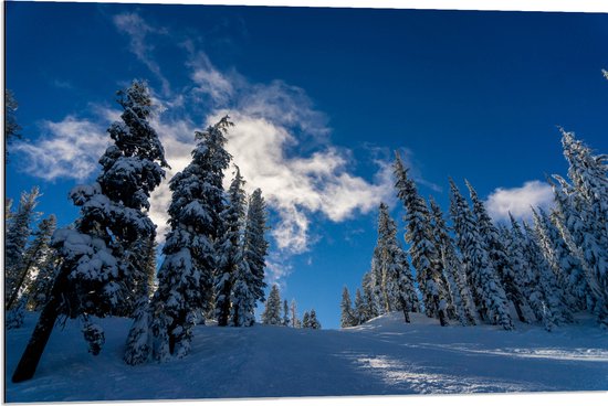 WallClassics - Dibond - Hoge Smalle Bomen in de Sneeuw met Zon - 90x60 cm Foto op Aluminium (Met Ophangsysteem)