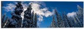 WallClassics - Dibond - Hoge Smalle Bomen in de Sneeuw met Zon - 60x20 cm Foto op Aluminium (Met Ophangsysteem)