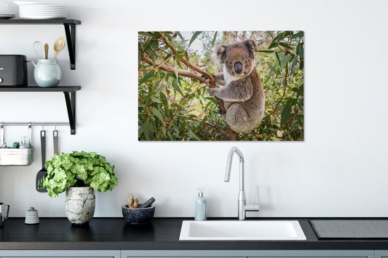 Koala dans un arbre Toile 80x60 cm - Tirage photo sur toile (Décoration murale salon / chambre) / Peintures sur toile Animaux