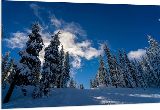 WallClassics - Acrylglas - Hoge Smalle Bomen in de Sneeuw met Zon - 150x100 cm Foto op Acrylglas (Met Ophangsysteem)